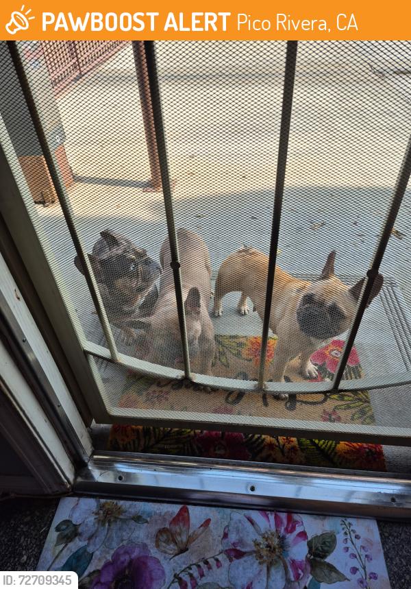 Found/Stray Unknown Dog last seen Gallatin, Pico Rivera, CA 90660