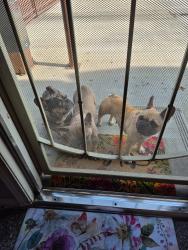 Found/Stray Unknown Dog last seen Gallatin, Pico Rivera, CA 90660