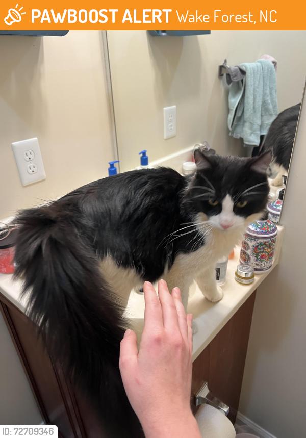 Found/Stray Male Cat last seen Rogers Rd / South Main St, Wake Forest, NC 27587