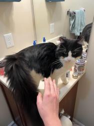 Found/Stray Male Cat last seen Rogers Rd / South Main St, Wake Forest, NC 27587