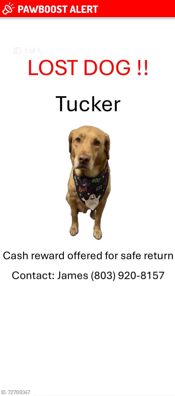 Lost Male Dog last seen Forester Road @Molly'Rock, Newberry County, SC 29108
