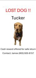 Lost Male Dog last seen Forester Road @Molly'Rock, Newberry County, SC 29108