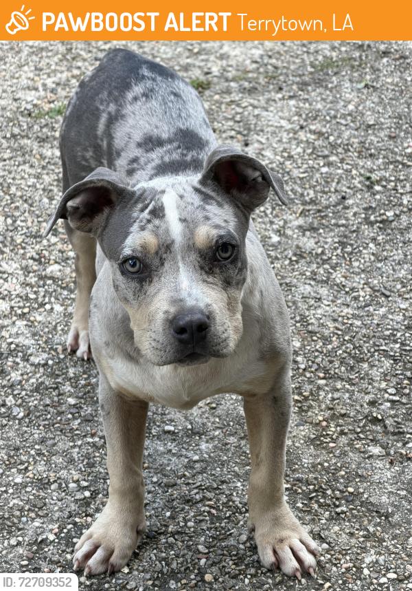 Found/Stray Male Dog last seen Near Farmington Place Apt C , Terrytown, LA 70056