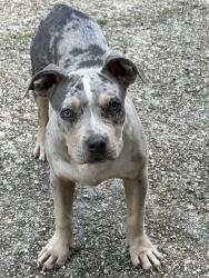 Found/Stray Male Dog last seen Near Farmington Place Apt C , Terrytown, LA 70056
