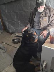 Lost Male Dog last seen Embers ct, High Point, NC 27265