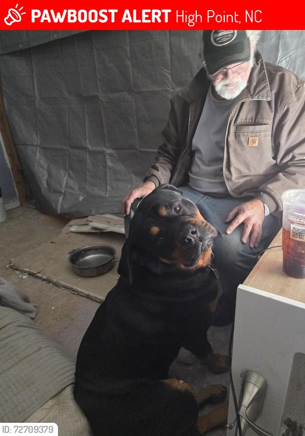 Lost Male Dog last seen Embers ct, High Point, NC 27265