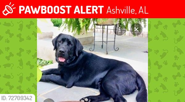 Lost Male Dog last seen Shoal creek road, Ashville, AL 35953