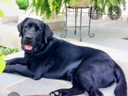 Lost Male Dog last seen Shoal creek road, Ashville, AL 35953