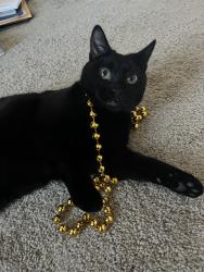 Lost Male Cat last seen Creek's Edge apmts trail leading up to Sabot School, Green Leaf LN, Larus Park Trailhead West, Richmond, VA 23235