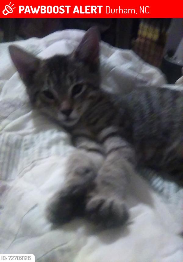 Lost Male Cat last seen Church's Restaurant 942 N. Miami Boulevard Durham, N.C. 27703, Durham, NC 27703