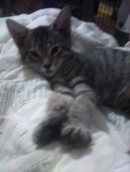 Lost Male Cat last seen Church's Restaurant 942 N. Miami Boulevard Durham, N.C. 27703, Durham, NC 27703