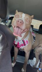 Found/Stray Female Dog last seen Near Sierra Hwy Rosamond, CA  93560 United States, Rosamond, CA 93560