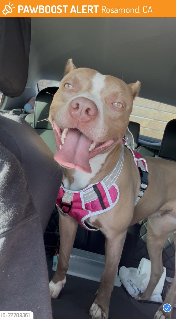 Found/Stray Female Dog last seen Near Sierra Hwy Rosamond, CA  93560 United States, Rosamond, CA 93560