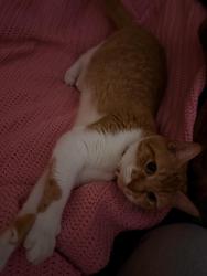 Lost Female Cat last seen Mcdonald's , Miami, FL 33130