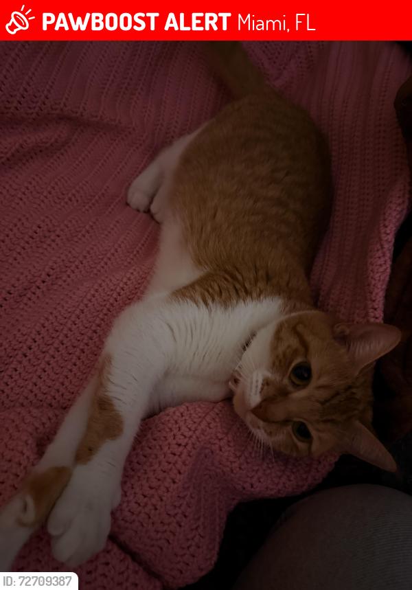 Lost Female Cat last seen Mcdonald's , Miami, FL 33130