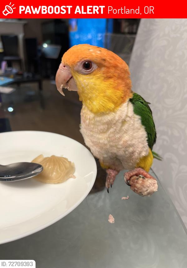 Lost Female Bird last seen Near se PowellView ct portland 97236, Portland, OR 97236
