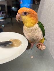 Lost Female Bird last seen Near se PowellView ct portland 97236, Portland, OR 97236