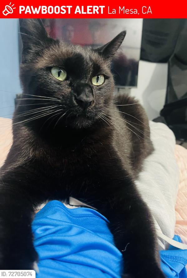 Lost Male Cat last seen Sunset drive , La Mesa, CA 91941