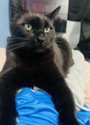 Lost Male Cat last seen Sunset drive , La Mesa, CA 91941