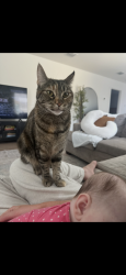 Lost Female Cat last seen Cencerro lane, Haslet, TX 76052