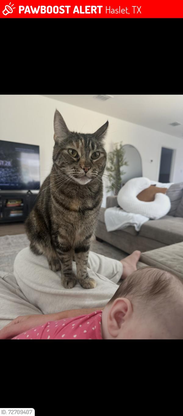 Lost Female Cat last seen Cencerro lane, Haslet, TX 76052