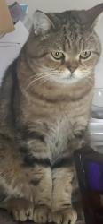 Lost Male Cat last seen 168th and Harrison, Omaha, NE 68135