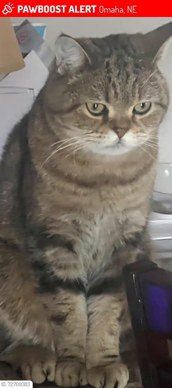Lost Male Cat last seen 168th and Harrison, Omaha, NE 68135