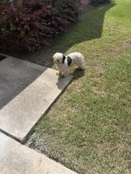 Found/Stray Unknown Dog last seen sutter park ln, Houston, TX 77086