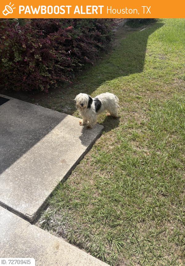 Found/Stray Unknown Dog last seen sutter park ln, Houston, TX 77086