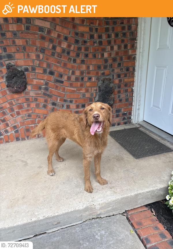 Found/Stray Unknown Dog last seen Marilyn St by hses, North Richland Hills, TX 76180