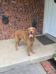 Found/Stray Unknown Dog last seen Marilyn St by hses, North Richland Hills, TX 76180