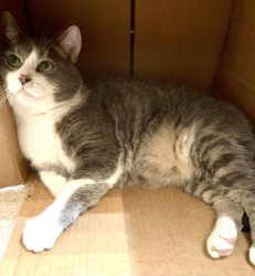 Lost Male Cat last seen City Golf course near Briargate/Trophy, Bryan, TX 77802