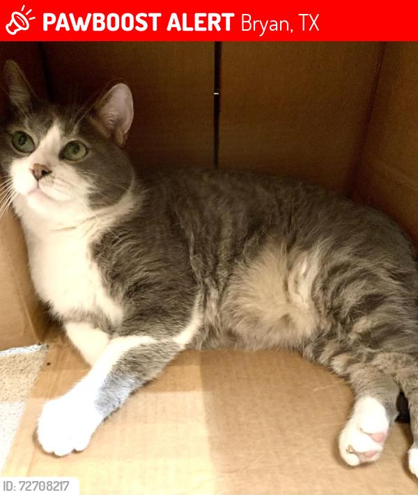 Lost Male Cat last seen City Golf course near Briargate/Trophy, Bryan, TX 77802