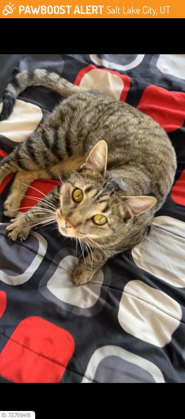Found/Stray Female Cat last seen Near S Carolyn St, Salt Lake City, UT 84106