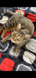 Found/Stray Female Cat last seen Near S Carolyn St, Salt Lake City, UT 84106