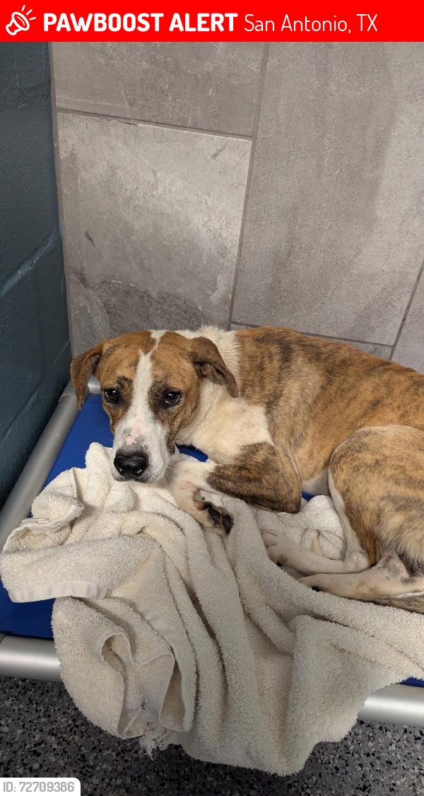 Lost Male Dog last seen Bandera Rd and Evers Rd, San Antonio, TX 78228
