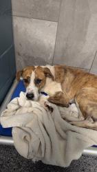 Lost Male Dog last seen Bandera Rd and Evers Rd, San Antonio, TX 78228