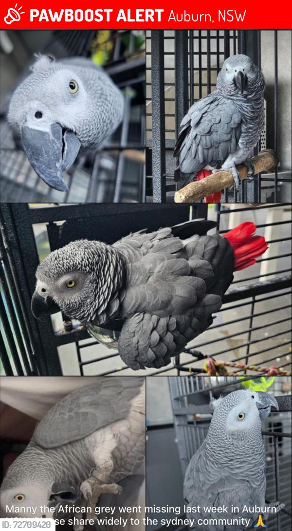 Lost Male Bird last seen Albert street auburn , Auburn, NSW 2144