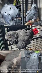 Lost Male Bird last seen Albert street auburn , Auburn, NSW 2144