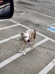 Found/Stray Unknown Dog last seen At McDonald's, Bristol, TN 37620