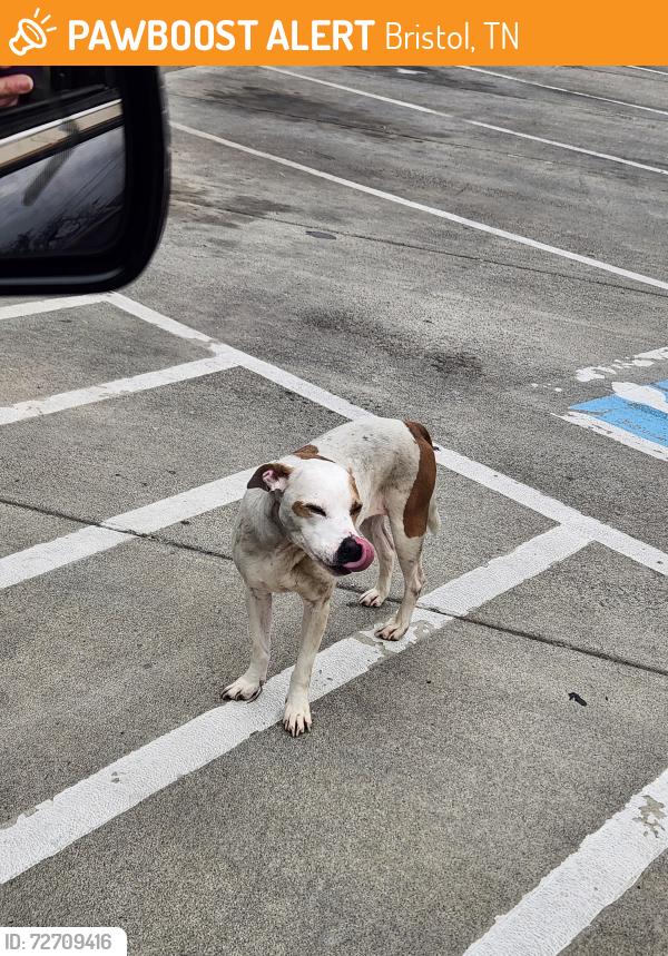Found/Stray Unknown Dog last seen At McDonald's, Bristol, TN 37620