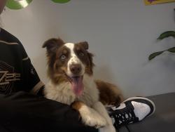 Found/Stray Male Dog last seen S James rd Columbus Ohio, Columbus, OH 43213