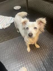 Found/Stray Female Dog last seen Hermitage Ave & Lebanon Pike, Nashville, TN 37210