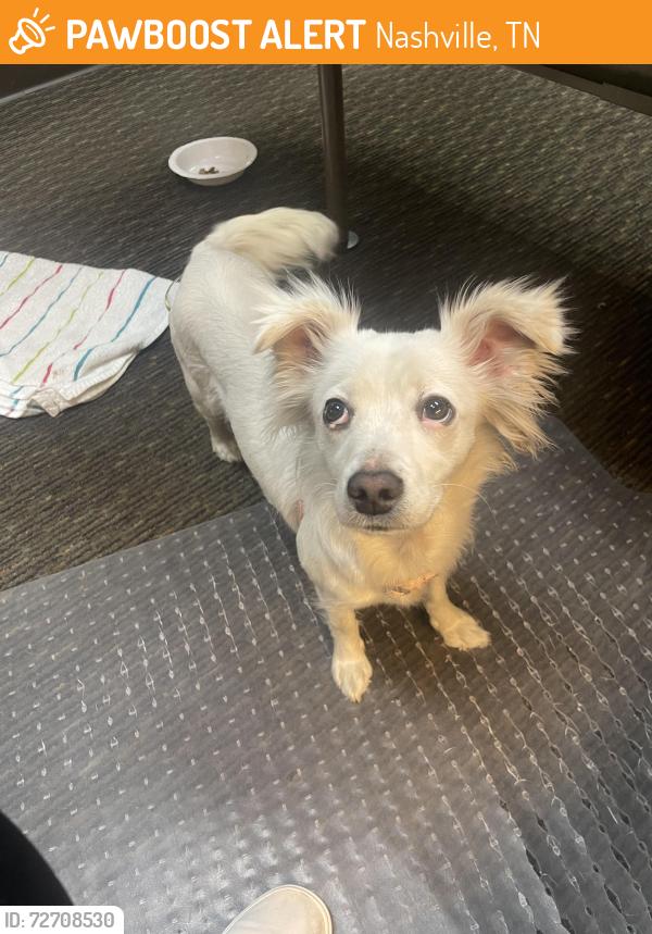 Found/Stray Female Dog last seen Hermitage Ave & Lebanon Pike, Nashville, TN 37210