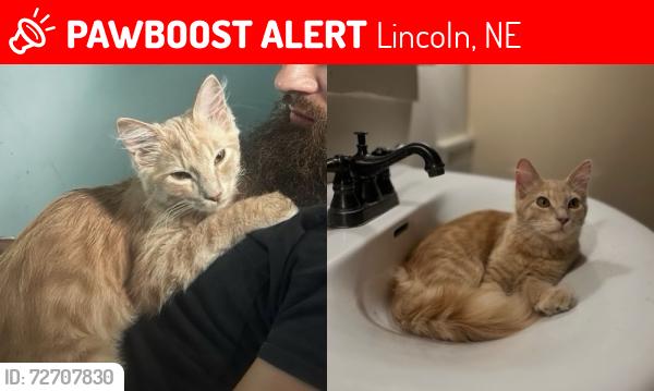 Lost Male Cat last seen S 33rd and D Street, Lincoln, NE 68510