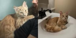 Lost Male Cat last seen S 33rd and D Street, Lincoln, NE 68510