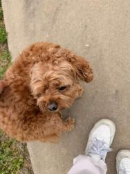Found/Stray Male Dog last seen Union Station South, Broken Arrow, OK 74012