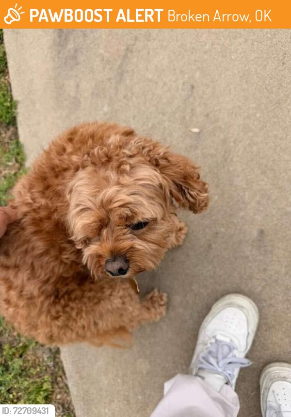 Found/Stray Male Dog last seen Union Station South, Broken Arrow, OK 74012