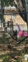 Found/Stray Male Dog last seen Haymarket Park, New Braunfels, TX 78130