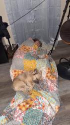 Lost Male Dog last seen Near hwy 29 south Anderson Sc, Anderson, SC 29626